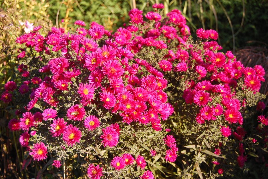 Астра новобельгийская (aster novi-belgii &#96;royal ruby&#96;)