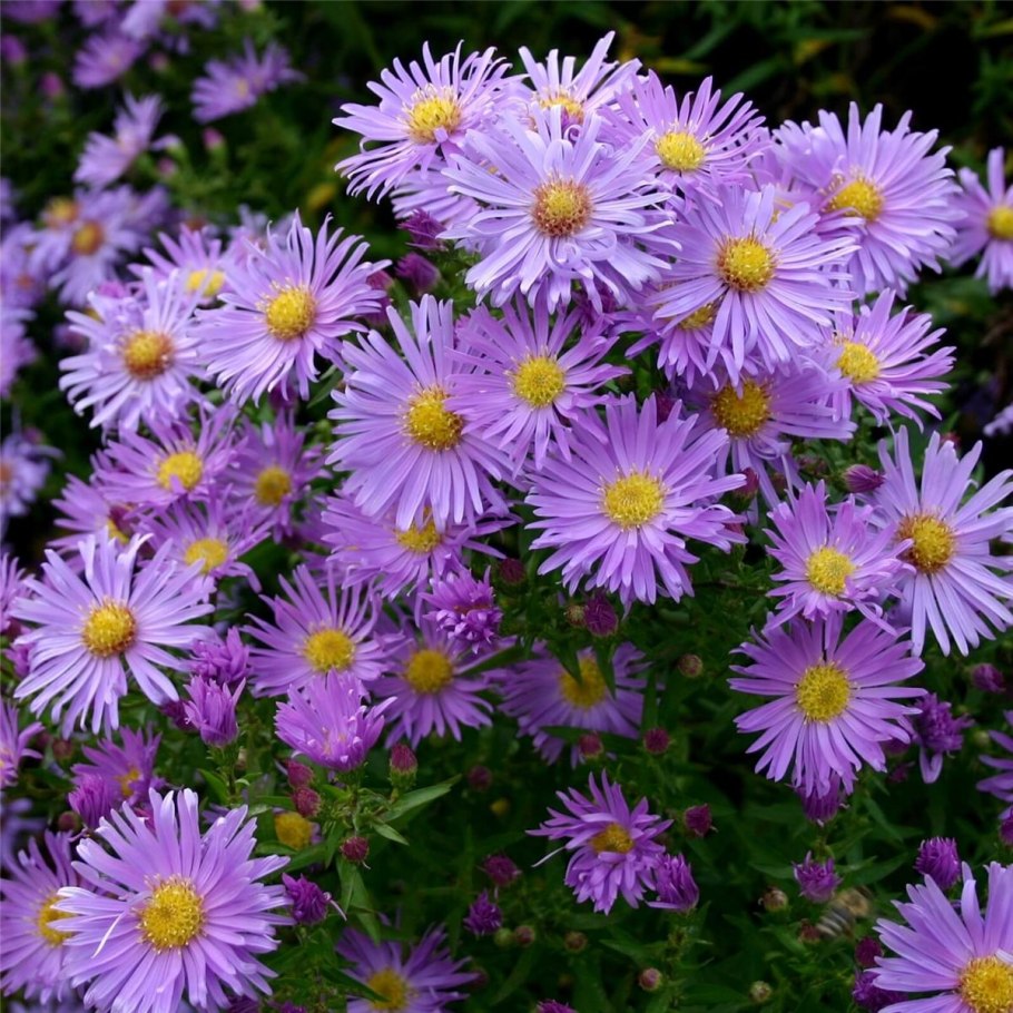 Астра новобельгийская Aster Novi-Belgii