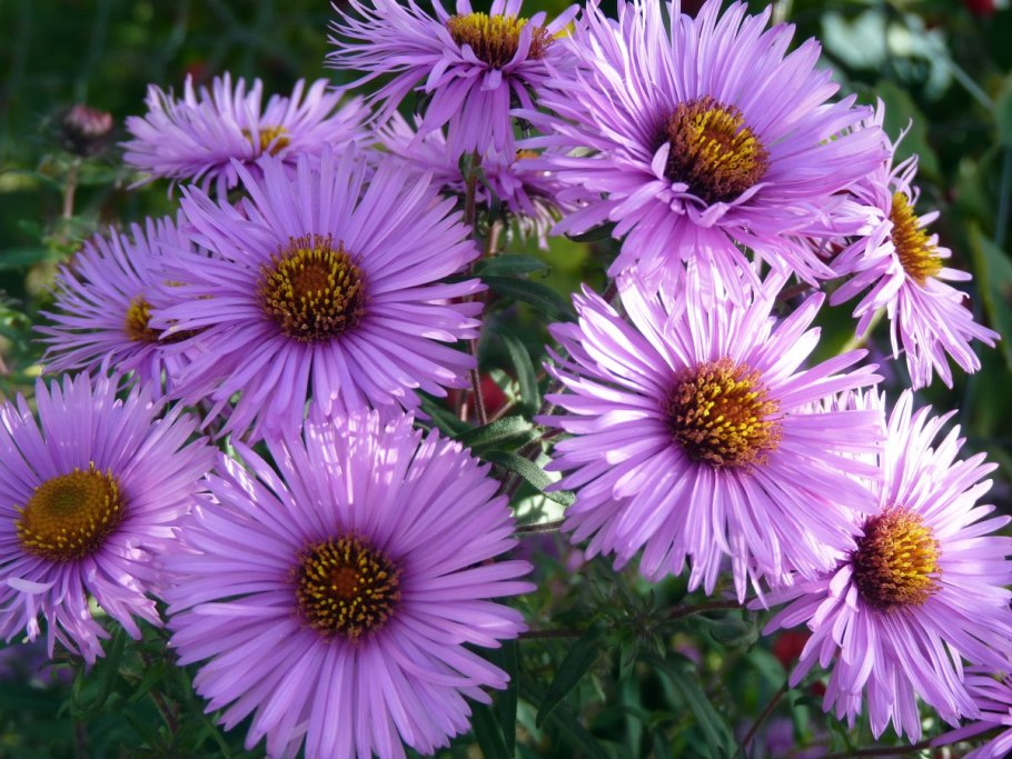 Астра кустарниковая Anneke