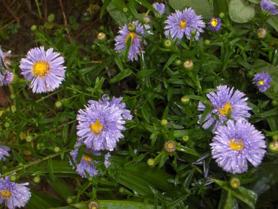 Астра многолетняя мари баллард