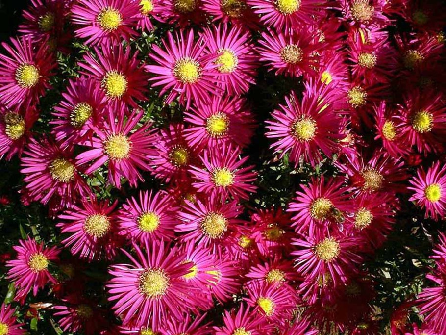 Астра новобельгийская aster novi-belgii