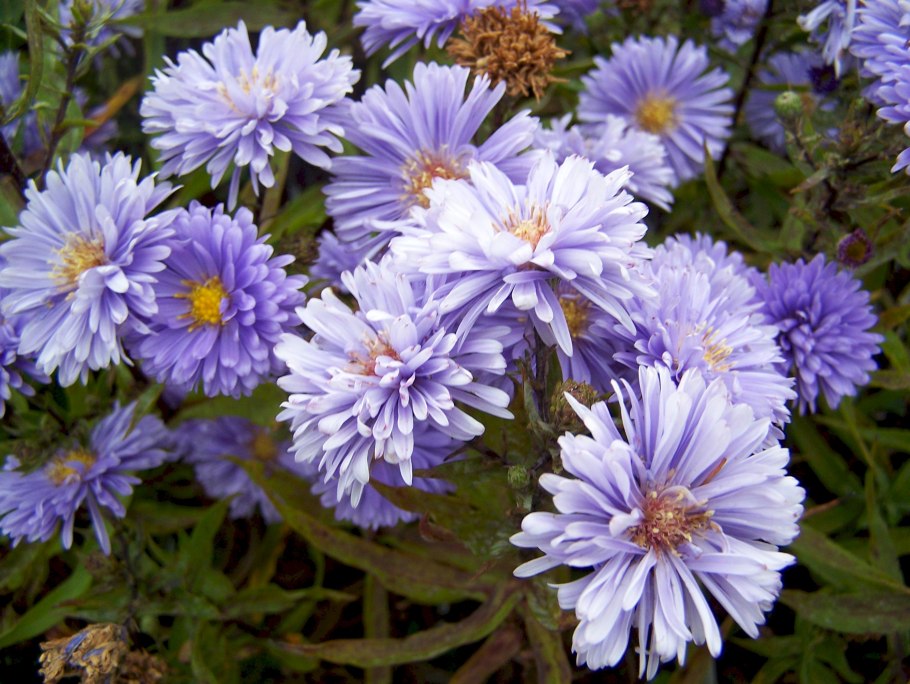 Астра новобельгийская мари баллард