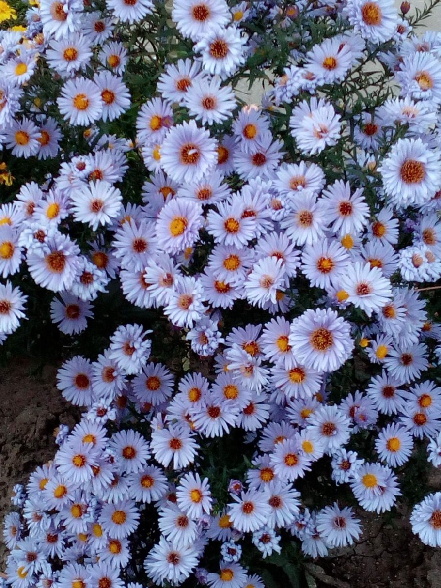 Астра многолетняя новобельгийская