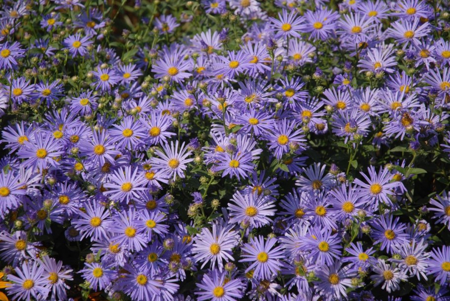 Астра кустарниковая Айленд Бахамас