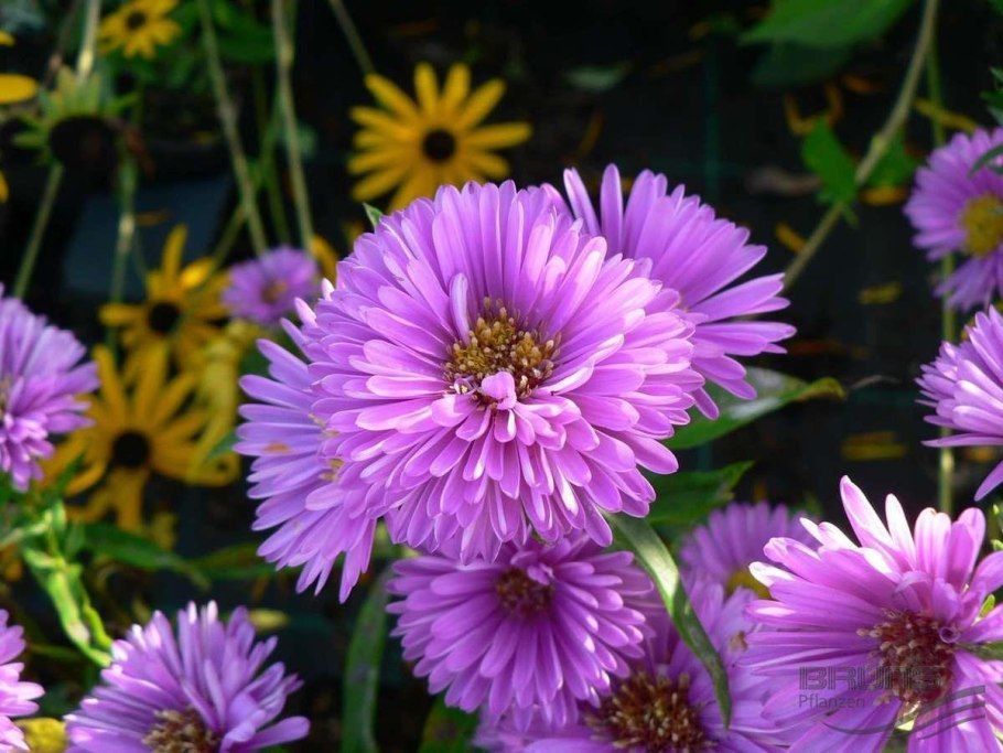 Астра новобельгийская (Aster Novi-Belgii &#96;Royal Ruby&#96;)