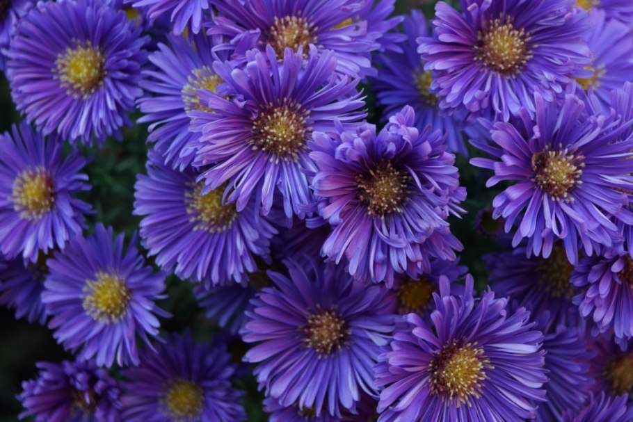 Астра новобельгийская Aster Novi-Belgii