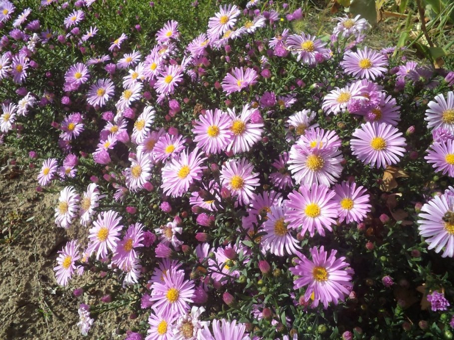 Астра новобельгийская (Aster Novi-Belgii &#96;Royal Ruby&#96;)