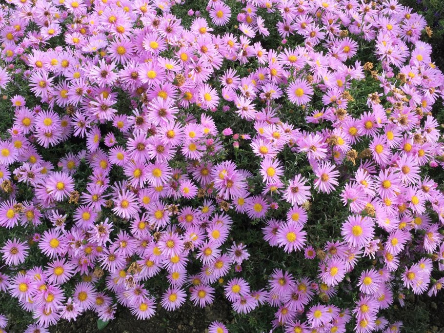 Астра кустарниковая новобельгийская