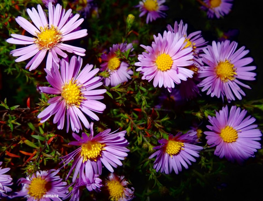 Астра новобельгийская Aster Novi-Belgii