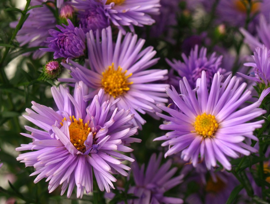 Астра новобельгийская - сентябринки