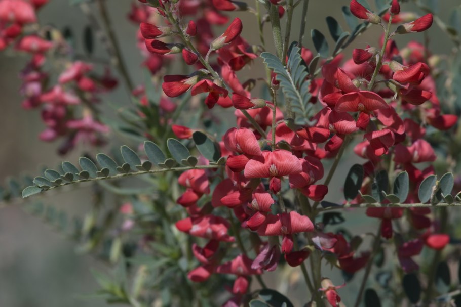 Редкие растения Узбекистана