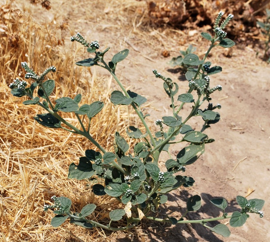 Лекарственные растения Узбекистана