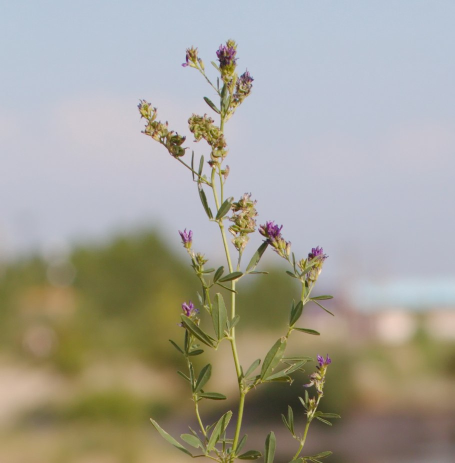 Дикие тюльпановые поля в Туркмении