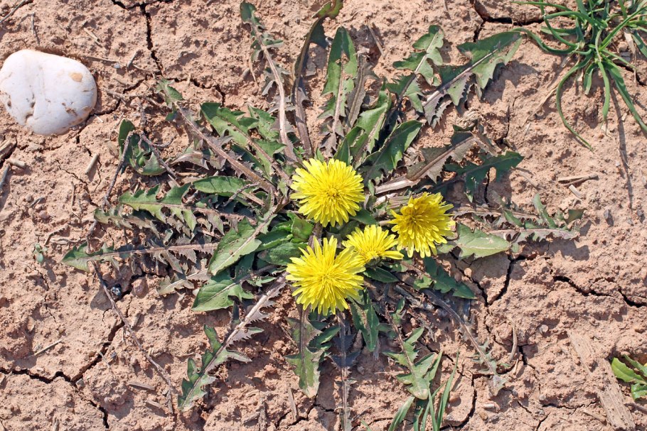 Одуванчик лекарственный – taraxacum officinale