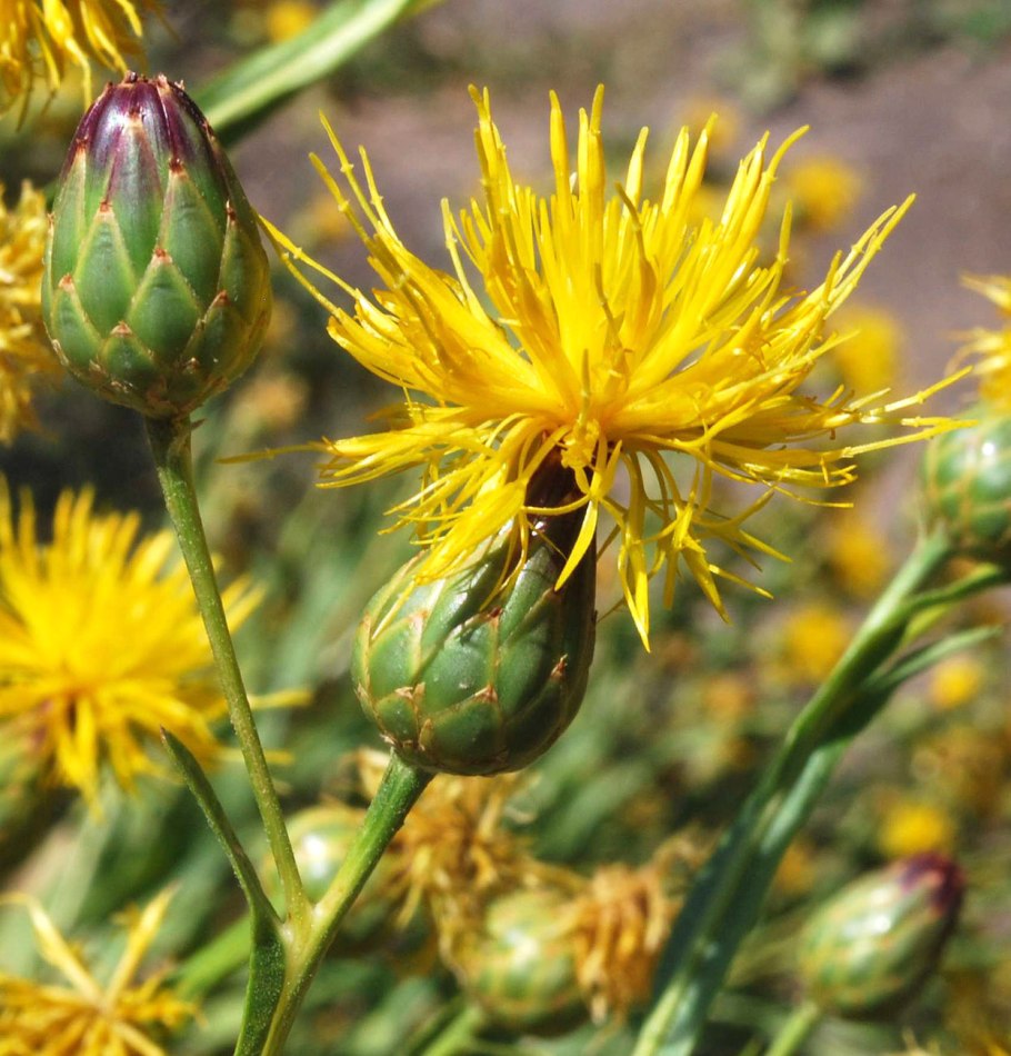 Centaurea belangeriana