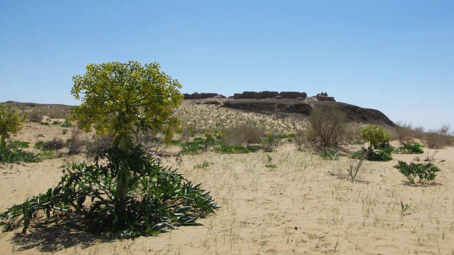 Тюльпановая Долина в Таджикистане