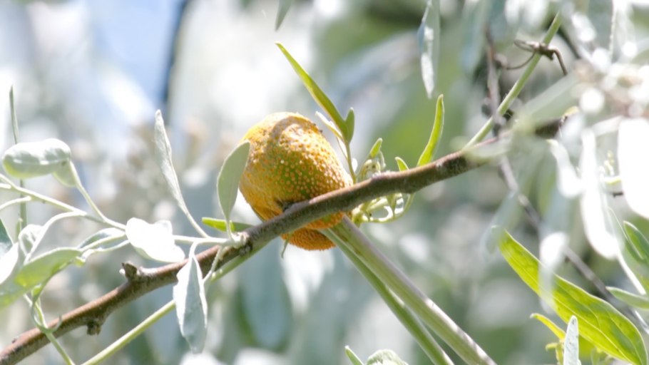 Шалгом трава Узбекистан