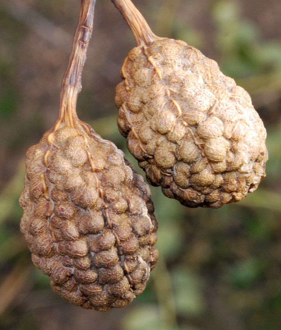 Предгорья Тянь Шань абрикосы в цвету