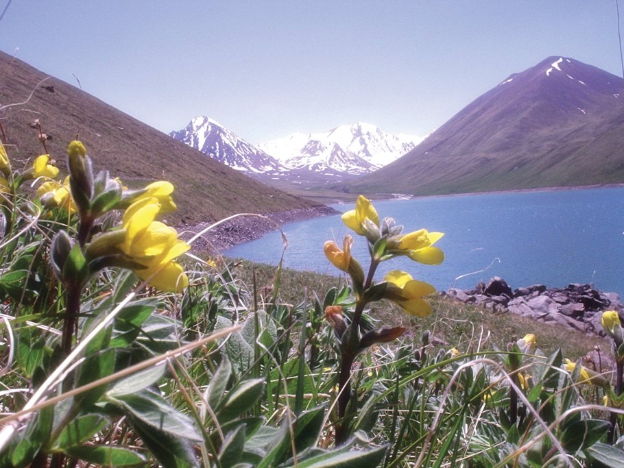 Чимган тюльпаны