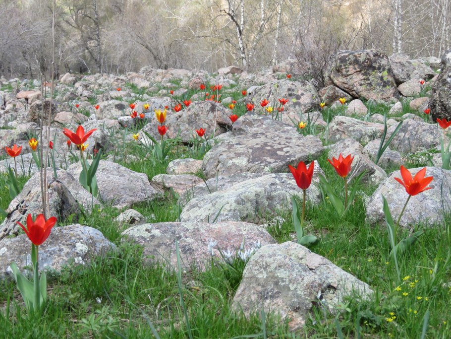 Остролодочник маньчжурский