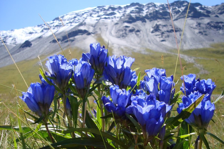 Амбербоа (Amberboa) растение цветок