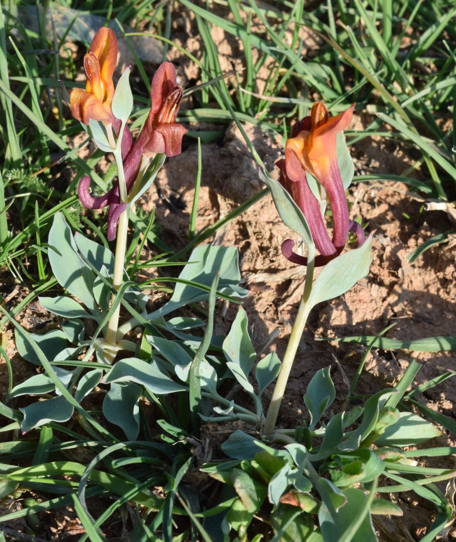 Tulipa turkestanica