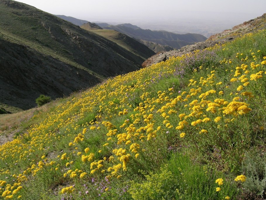 Шафран специя Крокус