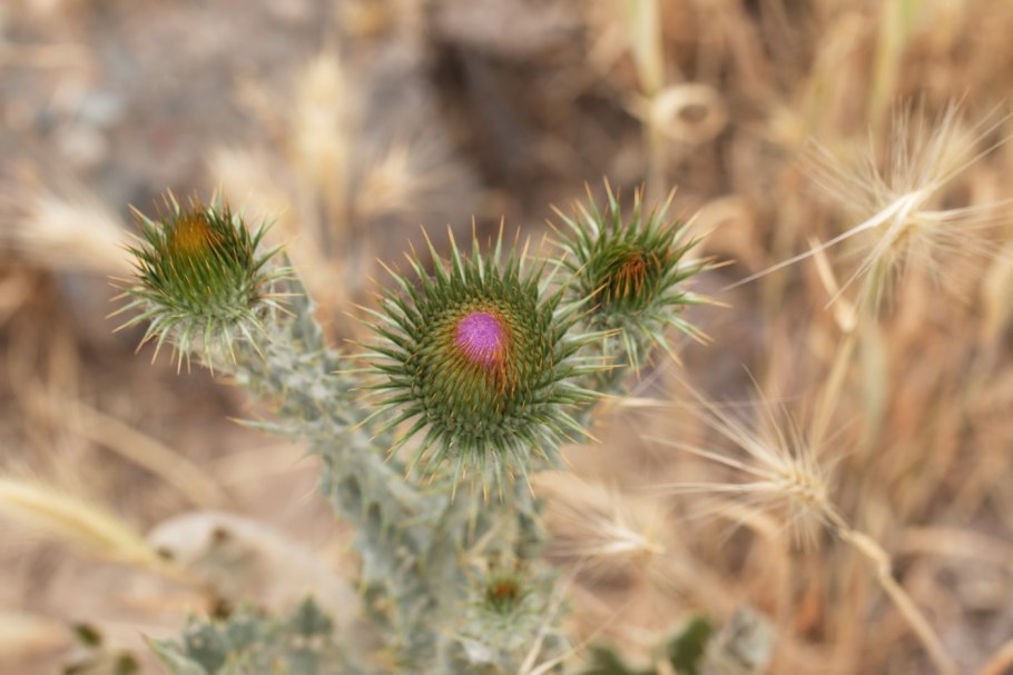 Растительный мир Узбекистана