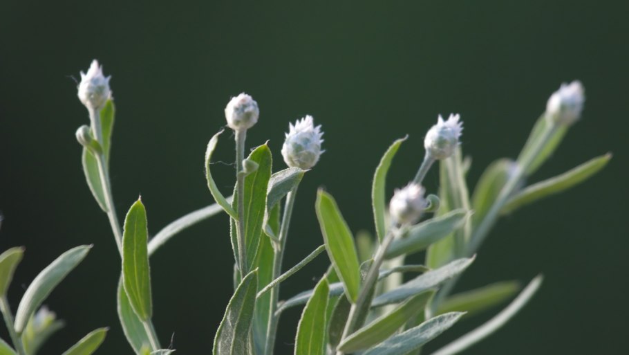 Пахта терими