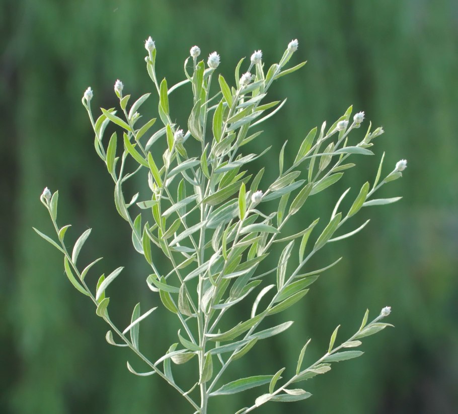 Растения Ташкента Дикие