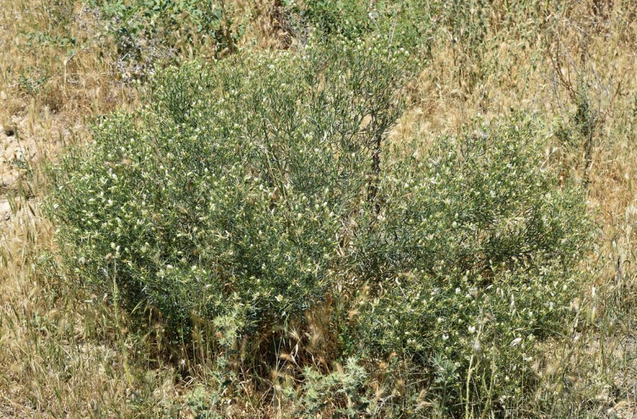 Горный Алтай растения Эдельвейс