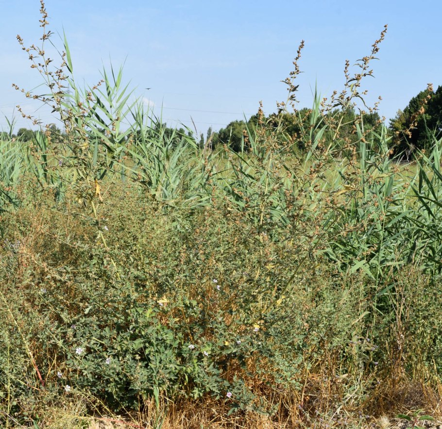 Atriplex glauca