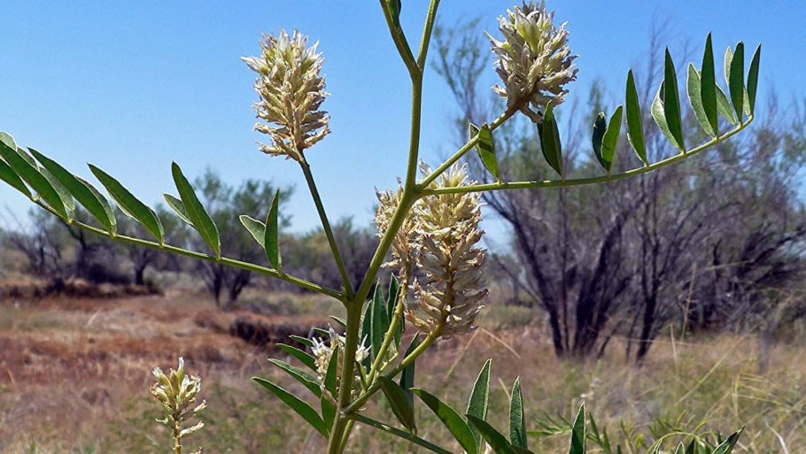 Гармала в Узбекистане