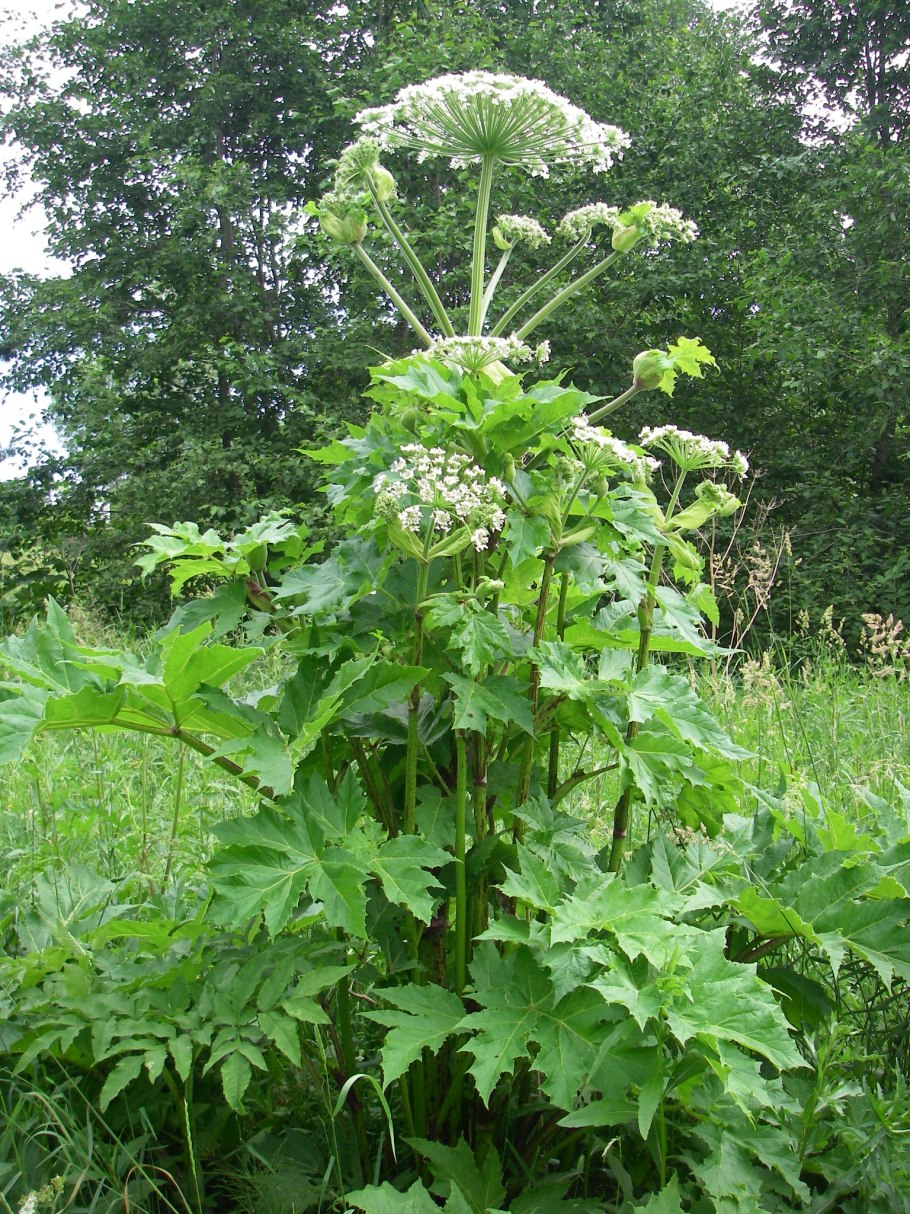 Ядовитый борщевик Сосновского