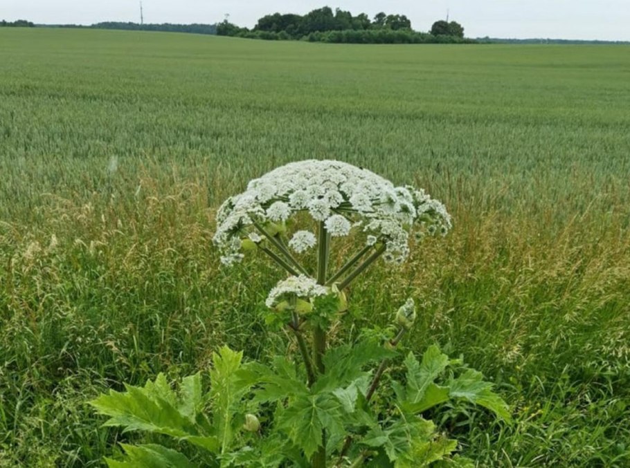 Сорт борщевика Сосновского «Северянин»