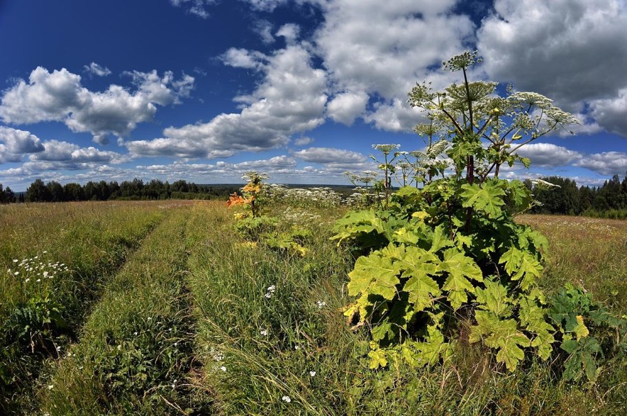 Обработка борщевика гербицидами