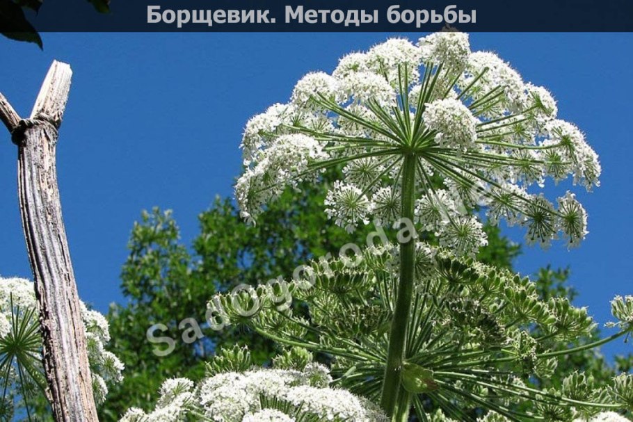 Ядовитый борщевик Сосновского