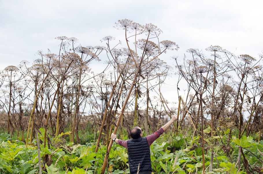Борщевика сосновского