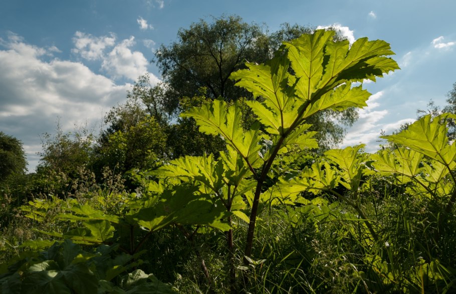 Борщевик ядовитое растение