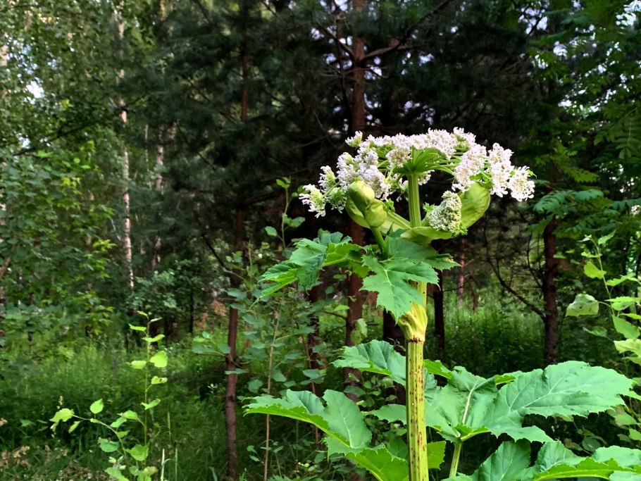Борщевика сосновского