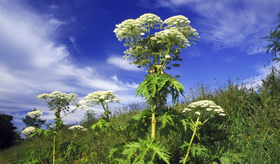 Ядовитый борщевик Сосновского