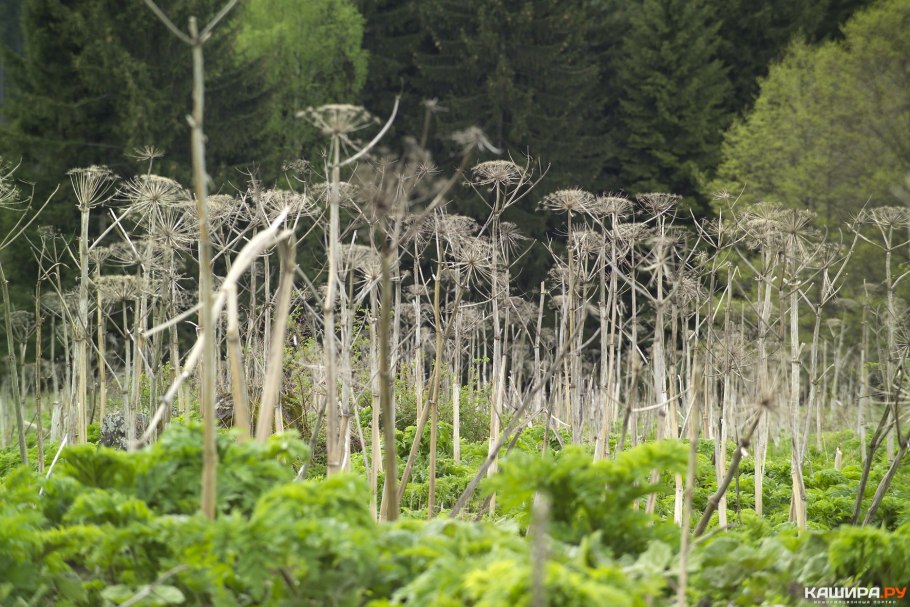 Ядовитый борщевик Сосновского