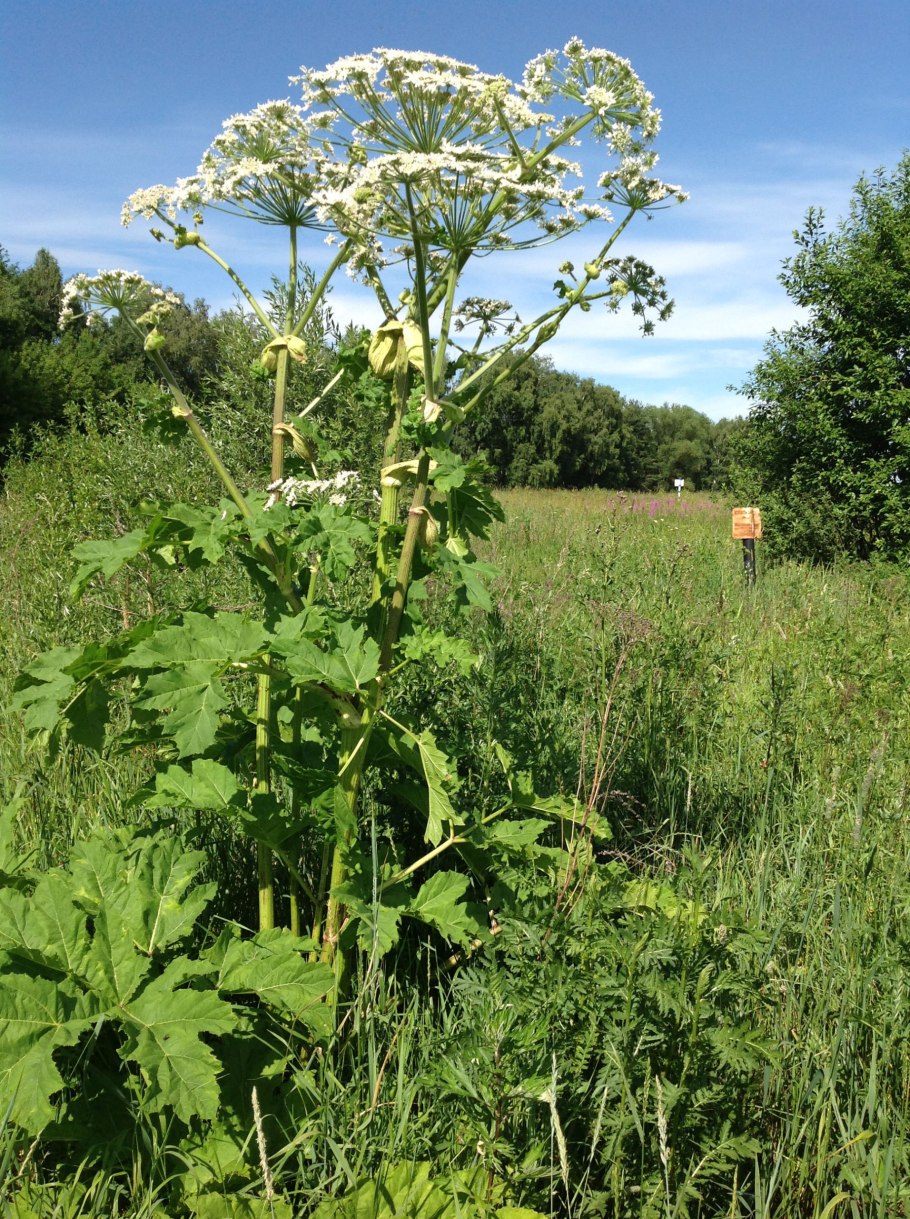 Борщевик растение