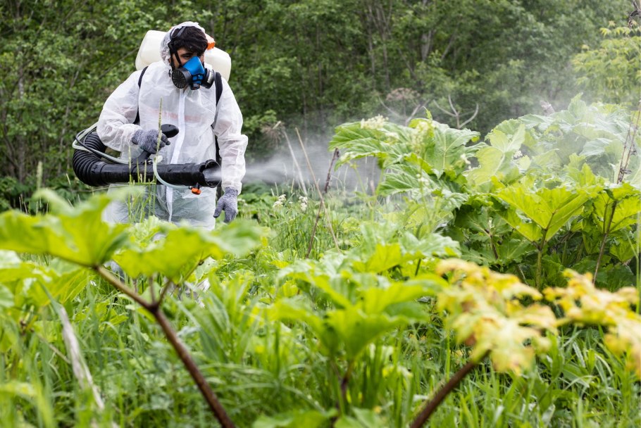 Борщевик Сосновского заросли
