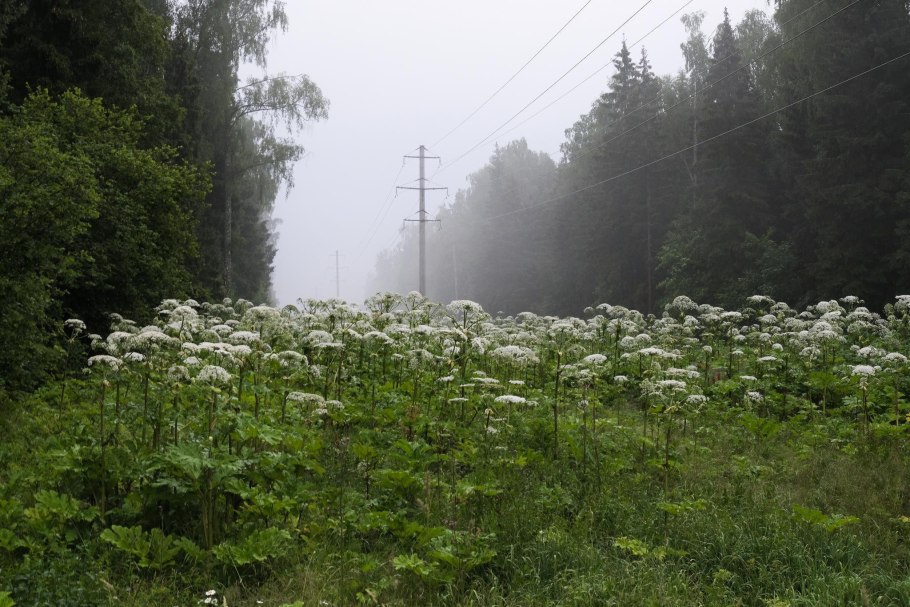 Борщевик Сосновского заросли
