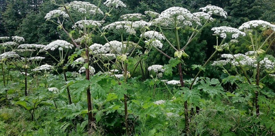 Борщевик сосновского ядовитое растение