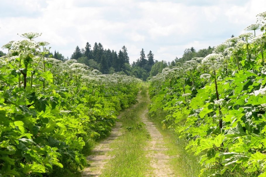 Ядовитый борщевик сосновского
