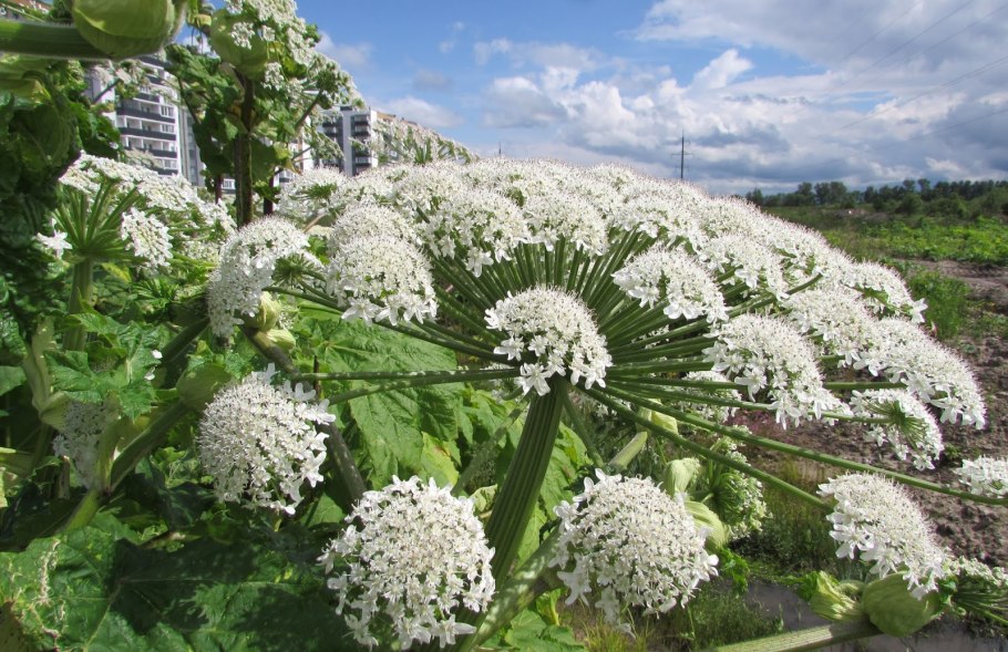 Ядовитый борщевик Сосновского