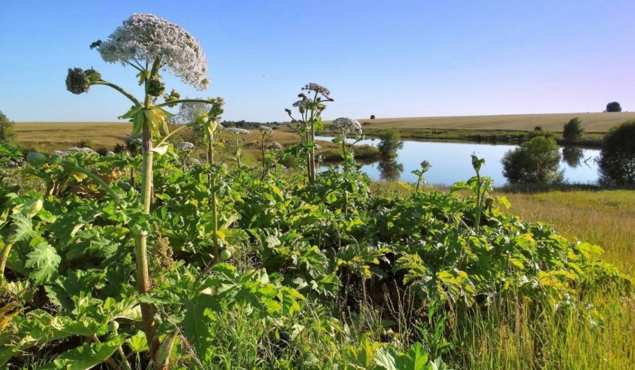 Ядовитый борщевик сосновского