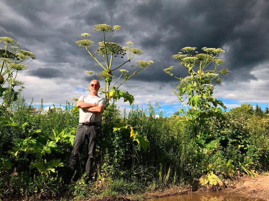 Гигантский борщевик Сосновского